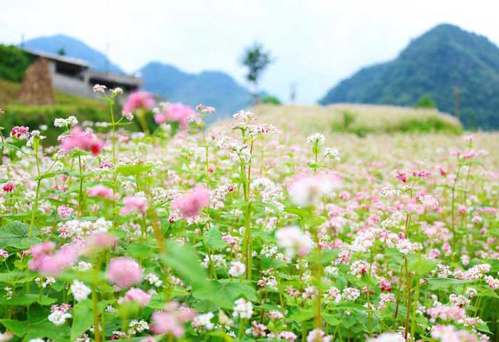 what to visit in Ha Giang Sung La